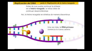 Replicación del ADN Español [upl. by Amled745]