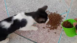 Cat Friends Adventures with Stray Cats Stray Cat Rescue Mission [upl. by Limak552]