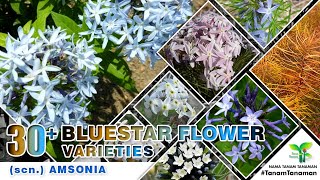 AMSONIA VARIETIES  BLUE STAR FLOWER  WORLD PLANT ID  NAMA TANAMAN  INDOOR  OUTDOOR [upl. by Nahshunn957]