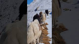 Yaks of the Highlands  shorts shortsfeed highlands animals wildlife highlandlife [upl. by Marra553]