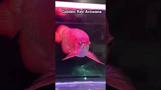 Feed golden red arowana with crickets every morning arowana goldenred fisharoundtheworld [upl. by Ailegnave]