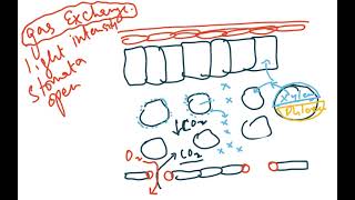 AS BIOLOGY 9700 TRANSPORT IN PLANTS VIDEO 3 [upl. by Adierf]