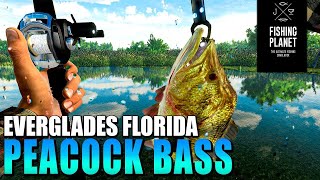 Best Place To Catch Butterfly Peacock Bass  everglades  fishing planet [upl. by Patrica]