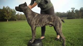 CANE CORSO A DOG LOVERS INTRODUCITION [upl. by Ennovyahs]