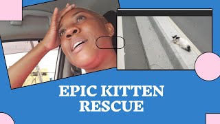 Rescue kitten from busy main road  Kingston Jamaica 🇯🇲 [upl. by Htor955]