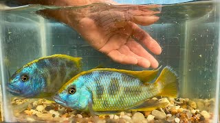 Nimbochromis venustus • Update • [upl. by Rennoc]