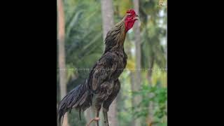 Selective breeding in கட்டு சேவல் kattuseval [upl. by Anauqes281]