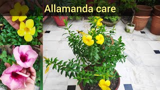 Allamanda plant care tips dwarf allarmanda की देखभाल flowering secret summer flowering plant [upl. by Yuh343]