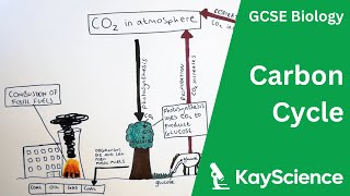 The Carbon Cycle  GCSE Biology  kaysciencecom [upl. by Shreeves]