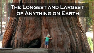 Giants Among Us Discovering Earth’s Longest and Largest Wonders  Sciencetelly [upl. by Nohtanoj]