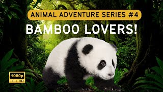 Where Do Pandas Live and What Makes Them So Unique Find Out Here Animal Adventure 4 kidslearning [upl. by Calendra]