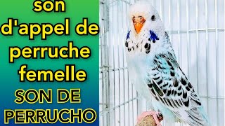 sondappel de perruche femelle écoutez vous vous sentirez heureux Son de Perruche Chant perruches [upl. by Esoj592]