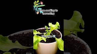 From seeding to harvest lettucegrowinggardening farming [upl. by Atteuqehs]