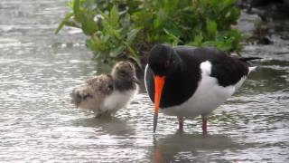 Oystercatcher and chick  WWT Slimbridge [upl. by Elvie448]