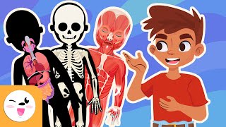 Relación entre las funciones vitales y los sistemas del cuerpo humano  Ciencias para niños [upl. by Atnicaj]