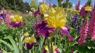 Schreiners Iris Garden Tour 2021 [upl. by Latsirc]