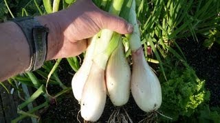 Allotment Diary  How to grow Shallots from seed [upl. by Emyle]