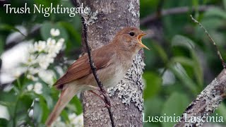 Satakieli laulaa Trush Nightingale singing Luscinia luscinia [upl. by Perla313]