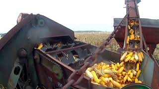 Picking ear corn with IH 1486 amp New idea picker Another step in making the best beef [upl. by Atteynek773]