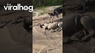 Golden Retriever Slips Into Mud Bath  ViralHog [upl. by Katalin]