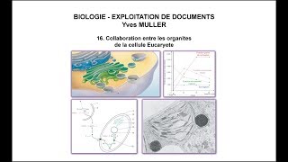 16 Collaboration entre les organites de la cellule Eucaryote [upl. by Luce815]