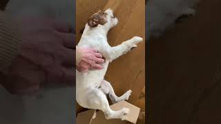 Epileptischer Anfall beim Parson Russel Terrier [upl. by Eisus995]