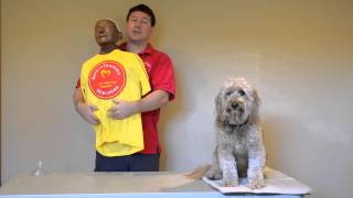 CPR amp Firstaid Classes in SF Adult Choking saving [upl. by Etienne]