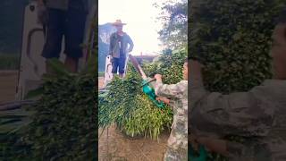 Cutting machin youtubeshorts cutts agriculture satisfying ytshorts [upl. by Birk]