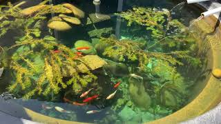 300 Gallon Stock Tank Pond Amazing water clarity [upl. by Connor591]