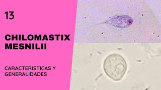 Chilomastix mesnilii 13  Parasitosis  Flagelados [upl. by Ecertak]