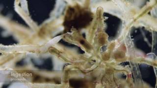 Kiss of the Sea Spider Pycnogonida Anoplodactylus sp feeding on a hydrozoan [upl. by Dayir]