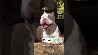 Big Pitbull 😱 pitbull dogshorts sidhumoosewala punjabi trendingshorts [upl. by Michaud]