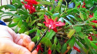 How to pollinate Christmas Cactus Flowers  Schlumbergera [upl. by Avelin793]