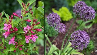 Alliums Weigela Amsonia Artemisia Columbine amp More  Serenity Now Garden [upl. by Oderfodog]