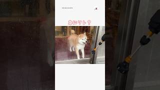 ワクワクから突然のスン🐶｜PECO 柴犬 赤柴 茶柴 柴犬のいる暮らし 柴犬大好き shiba shibainu shibainulife shibainulove [upl. by Studnia]