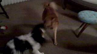 Cavalier King Charles spaniel and Finnish Spitz Playing and Howling [upl. by Ientirb]