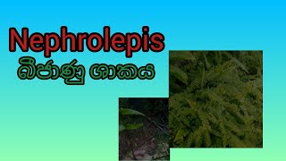 Nephrolepis බීජාණු ශාකය [upl. by Gil409]