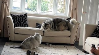 Giant Cat Beats Up Dog Maine Coon V Malamute [upl. by Vudimir]