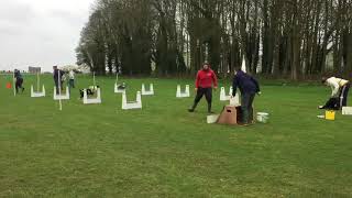 Small Munsterlander Flyball [upl. by Shana]