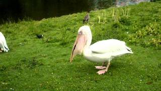 Pelican Eats Pigeon [upl. by Ayim]