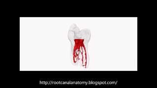 Primary Mandibular Molar by Prof Marco Versiani [upl. by Gilud215]