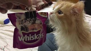 Why she was on food strike  Oreo The Persian kitten 🐱 Dying for tuna [upl. by Eelyam]