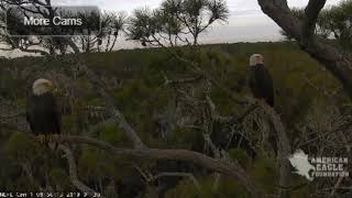 AEF NEFL Eagle Cam 13019 Samson amp A2 Mate [upl. by Adyahs]