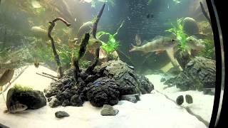 Aquascaping im Kaltwasseraquarium mit Flussbarschen  Anleitung [upl. by Hsizan642]