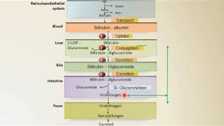 Bilirubin Synthesis  Heme Catabolism  Biochemistry  NEET PG  Dr Amit Maheshwari [upl. by Soloma460]