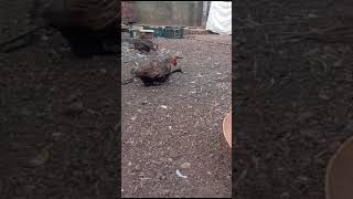 MUSCOVY DUCK MATING DUCK AND HEN MATING [upl. by Odranoel]