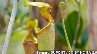 How Carnivorous Pitcher Plants Trap Their Prey [upl. by Dee784]