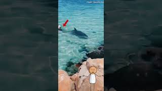 Dwarf sperm whale 😳 viral vairalshort shorts [upl. by Mayyahk]