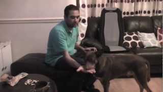 Cody Kennel Cough Vaccine Intranasal Training Sample [upl. by Tager]