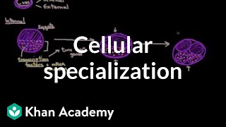 Cellular specialization differentiation  Cells  MCAT  Khan Academy [upl. by Rebecka]